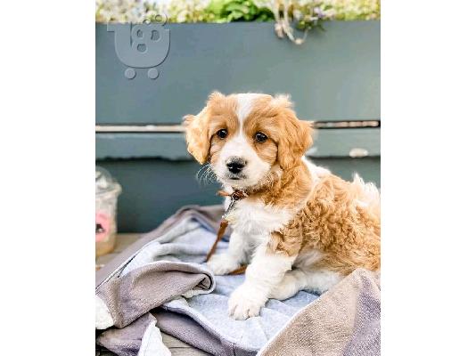 Πωλούνται πολύ όμορφα κουτάβια F1 Cavachon